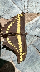 Heraclides thoas