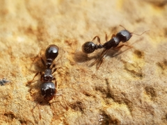 Tetramorium forte