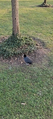 Fulica atra