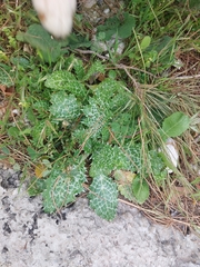 Silybum marianum
