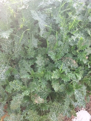 Silybum marianum
