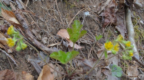 Image of Waldsteinia lobata by (c) Sam Taylor, some rights reserved (CC BY)
