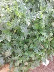 Silybum marianum
