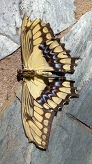 Heraclides thoas