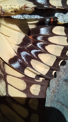Heraclides thoas
