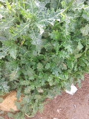 Silybum marianum