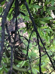 Paratachardina pseudolobata