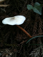 Strobilurus ohshimae