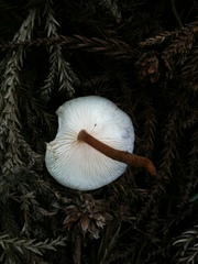 Strobilurus ohshimae