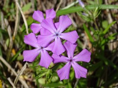Phlox cuspidata