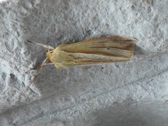 Ichneutica sulcana