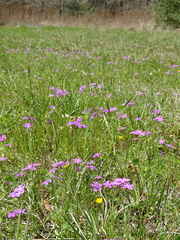 Phlox cuspidata