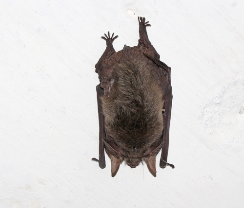 Gray Big-eared Bat