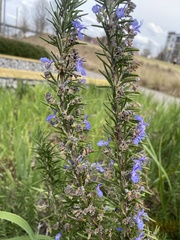 Salvia rosmarinus