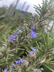 Salvia rosmarinus