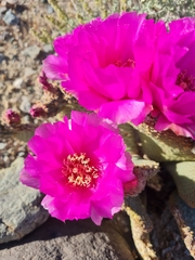 Opuntia basilaris