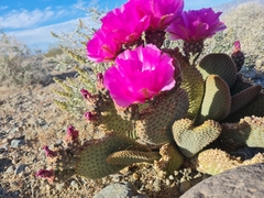 Opuntia basilaris