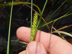 Carex striata