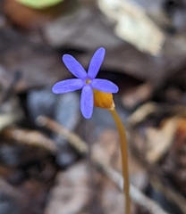 Voyria tenella