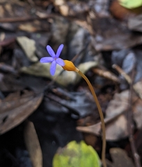 Voyria tenella