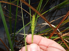 Carex striata