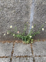 Erigeron karvinskianus