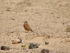 Falco tinnunculus dacotiae