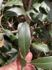 Lithraea brasiliensis