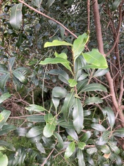 Lithraea brasiliensis