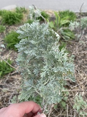 Artemisia absinthium