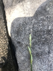 Carex muskingumensis