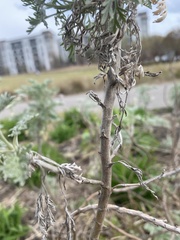 Artemisia absinthium