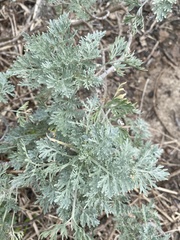 Artemisia absinthium