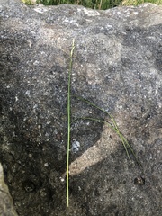 Carex muskingumensis