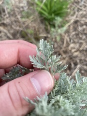 Artemisia absinthium