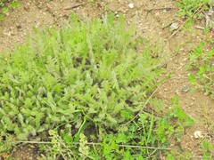 Alyssum granatense