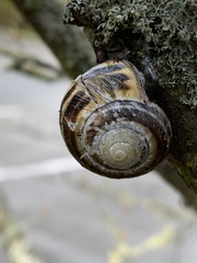 Cepaea nemoralis