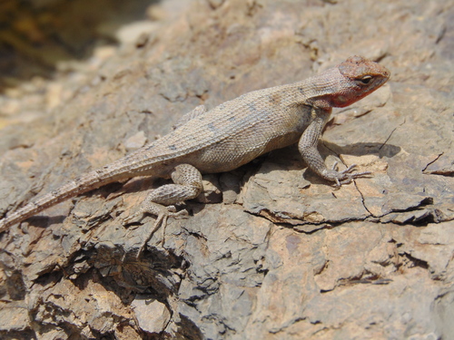 Rose-bellied Lizard