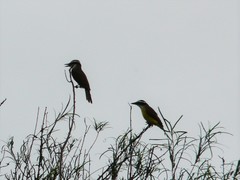 Pitangus sulphuratus