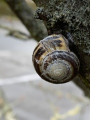 Cepaea nemoralis