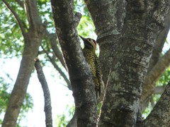 Colaptes melanochloros