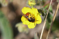 Poecilandrena