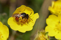 Poecilandrena