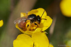 Poecilandrena