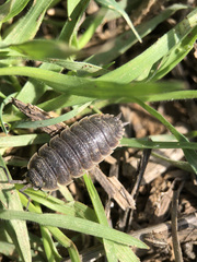 Porcellio hoffmannseggii