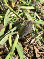 Porcellio hoffmannseggii