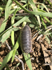 Porcellio hoffmannseggii