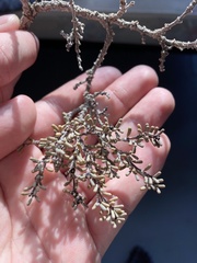 Euphorbia vaginulata