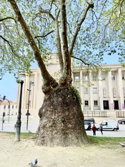Platanus