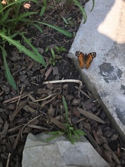 Vanessa virginiensis